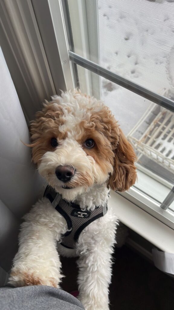 A brown and white cocker Spaniel-Poodle. Standing next to a window